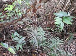 Image of Smilax hypoglauca Benth.