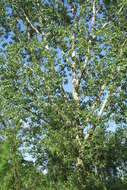 Image of eastern cottonwood