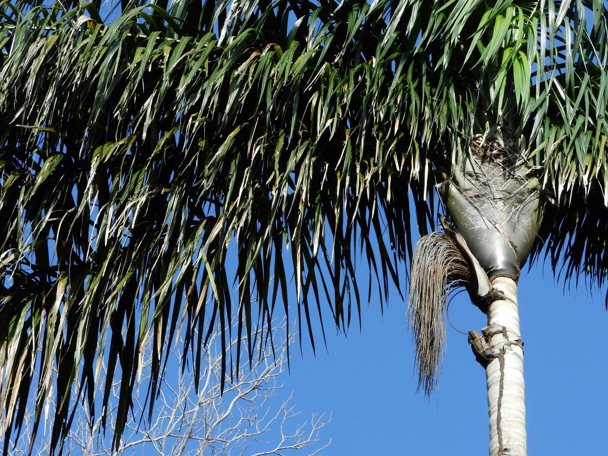 Image of Oenocarpus distichus Mart.