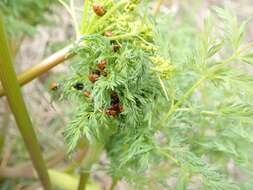 Imagem de Lomatium multifidum (Nutt.) R. P. Mc Neill & Darrach