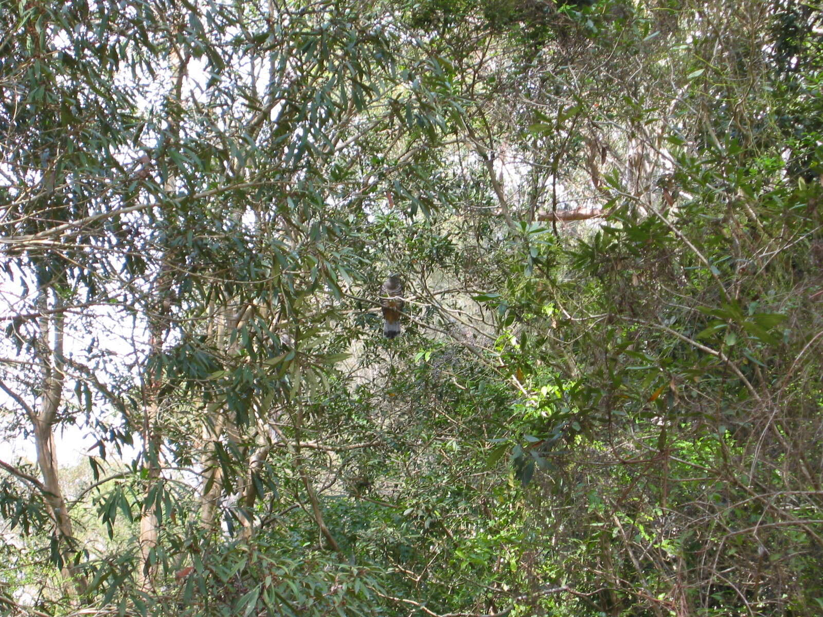 Image of Pacific Baza