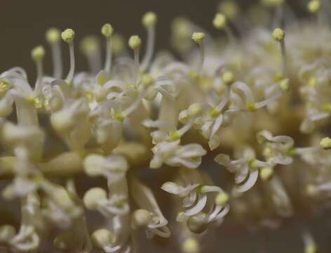 Image of Grevillea pyramidalis A. Cunn. ex R. Br.