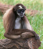Image of atelid monkeys