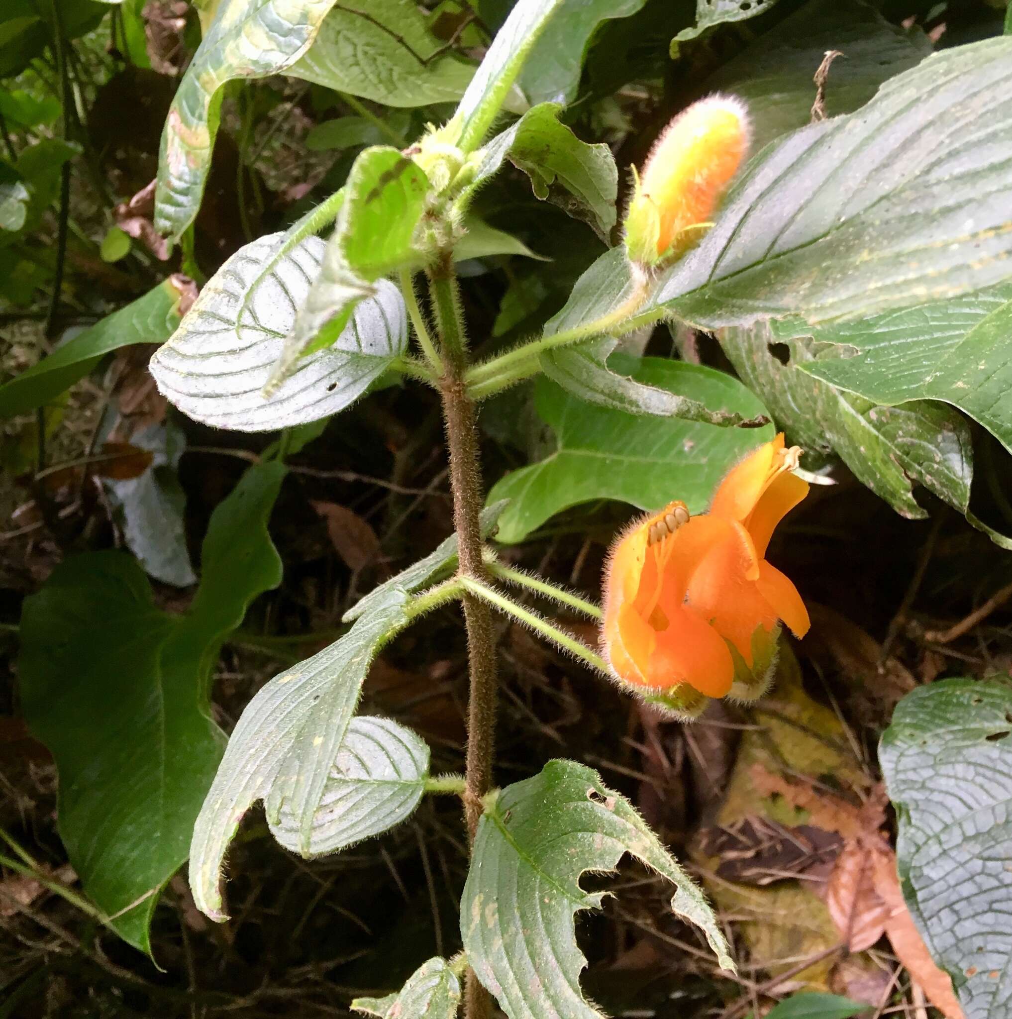 Image of Columnea strigosa Benth.