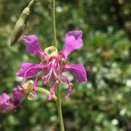 Plancia ëd Clarkia borealis subsp. borealis