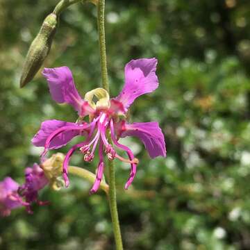 Image of northern clarkia