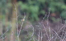 Image of Buff-throated Warbler