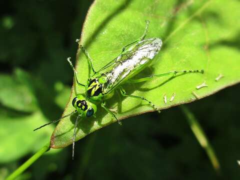 Image of <i>Rhogogaster chlorosoma</i>