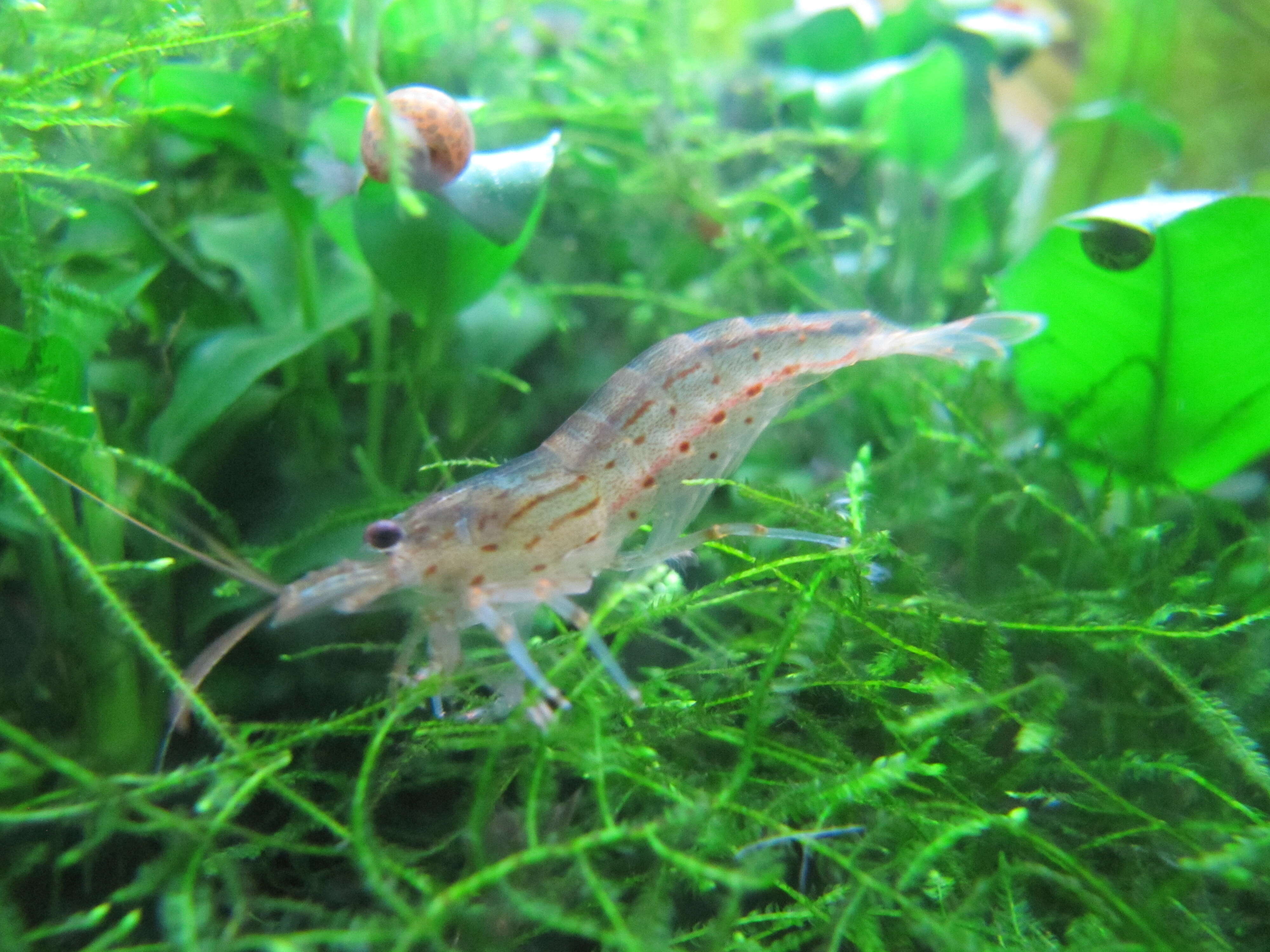 Image of Caridina multidentata