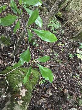 Image of buckthorn bully