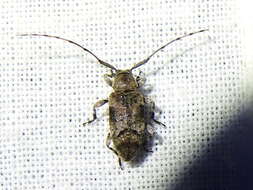 Sternidius mimeticus (Casey 1891) resmi