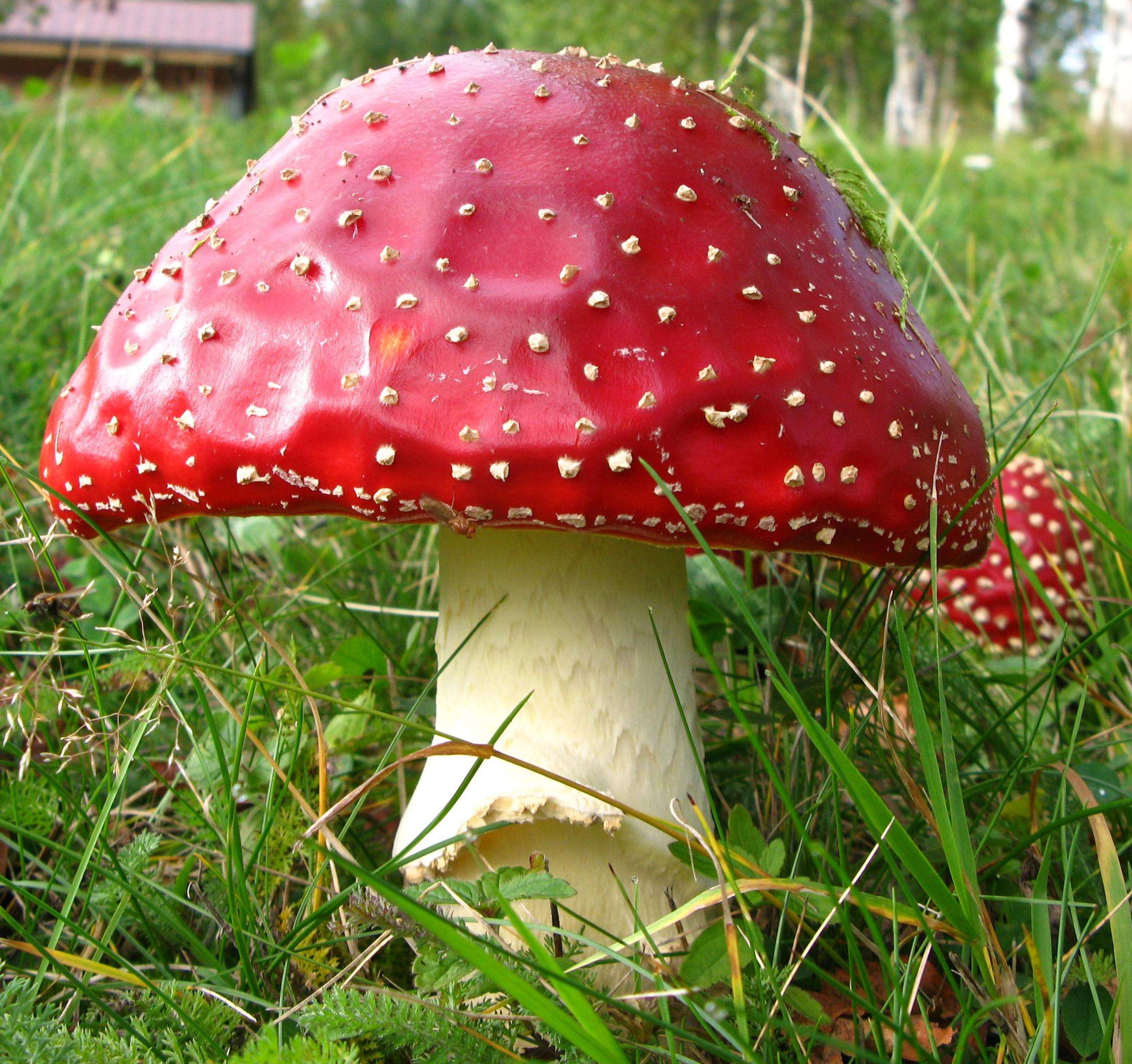 Image of Fly agaric