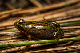 Image de Cacosternum thorini Conradie 2014