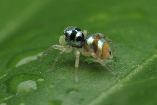 صورة Phintella vittata (C. L. Koch 1846)