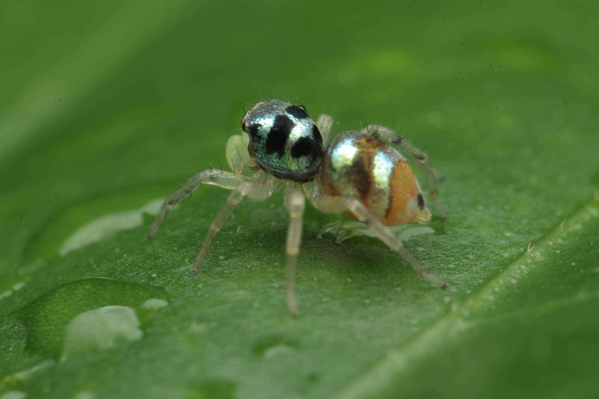 Image of Phintella vittata (C. L. Koch 1846)