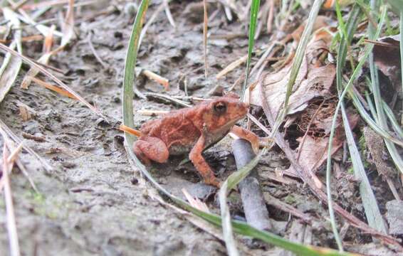 Image de Anaxyrus americanus (Holbrook 1836)