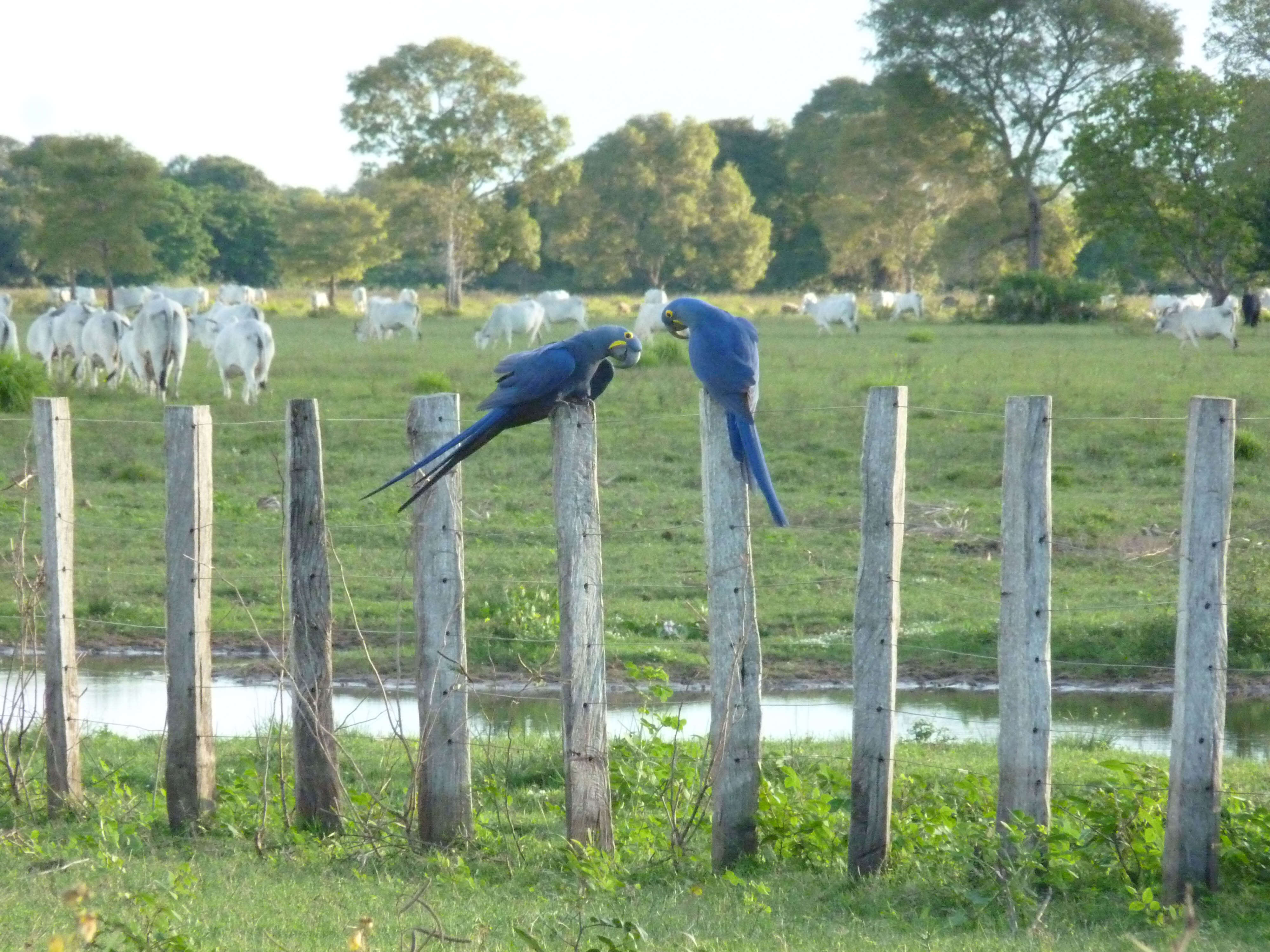 Image of Hyacinth Macaw