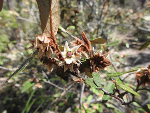 Imagem de Lasiopetalum macrophyllum R. Grah.