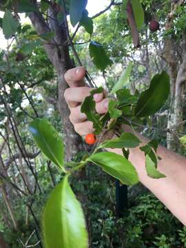 Image of Elaeodendron australe Vent.