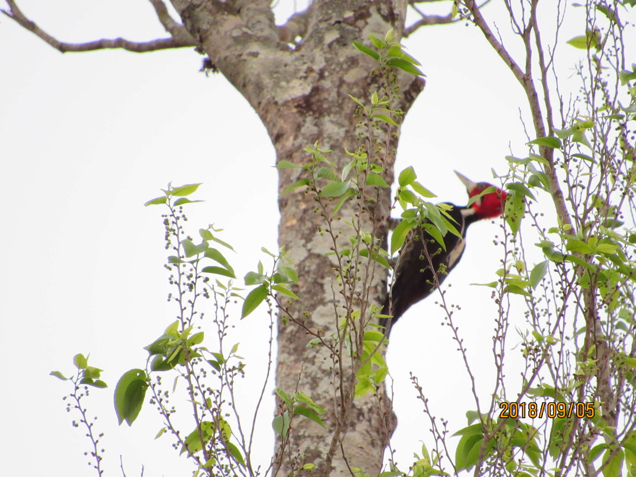 Image of Crimson-crested Woodpecker