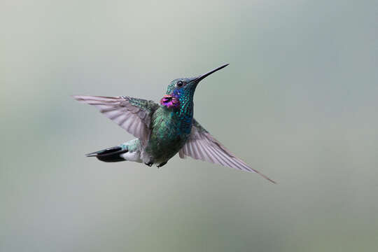 Image of White-vented Violet-ear