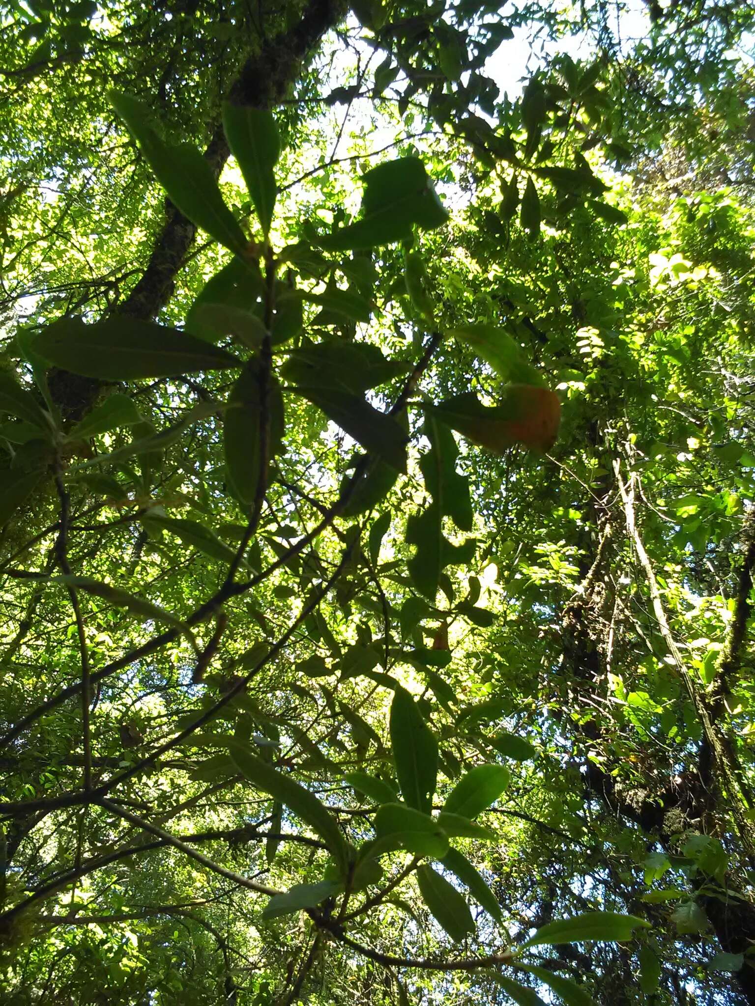 Image of Ternstroemia lineata DC.