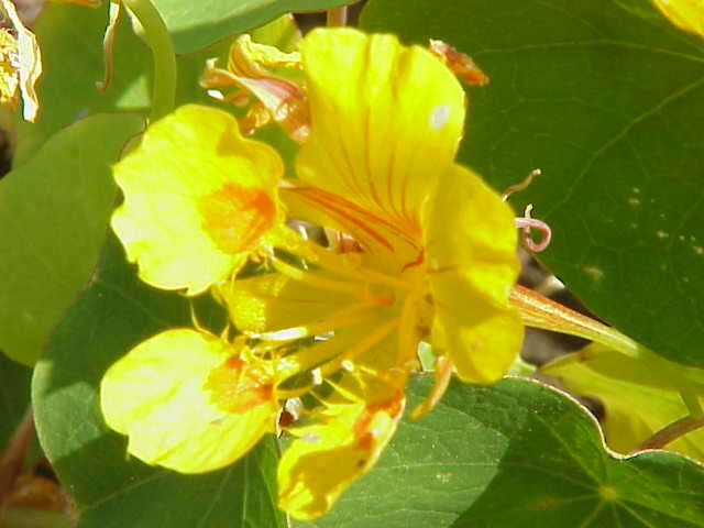 Image of dwarf nasturtium