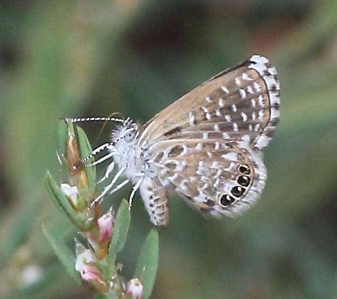 Imagem de Brephidium metophis (Wallengren 1860)