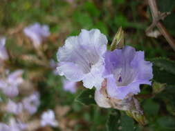 Image of Strobilanthes kunthiana