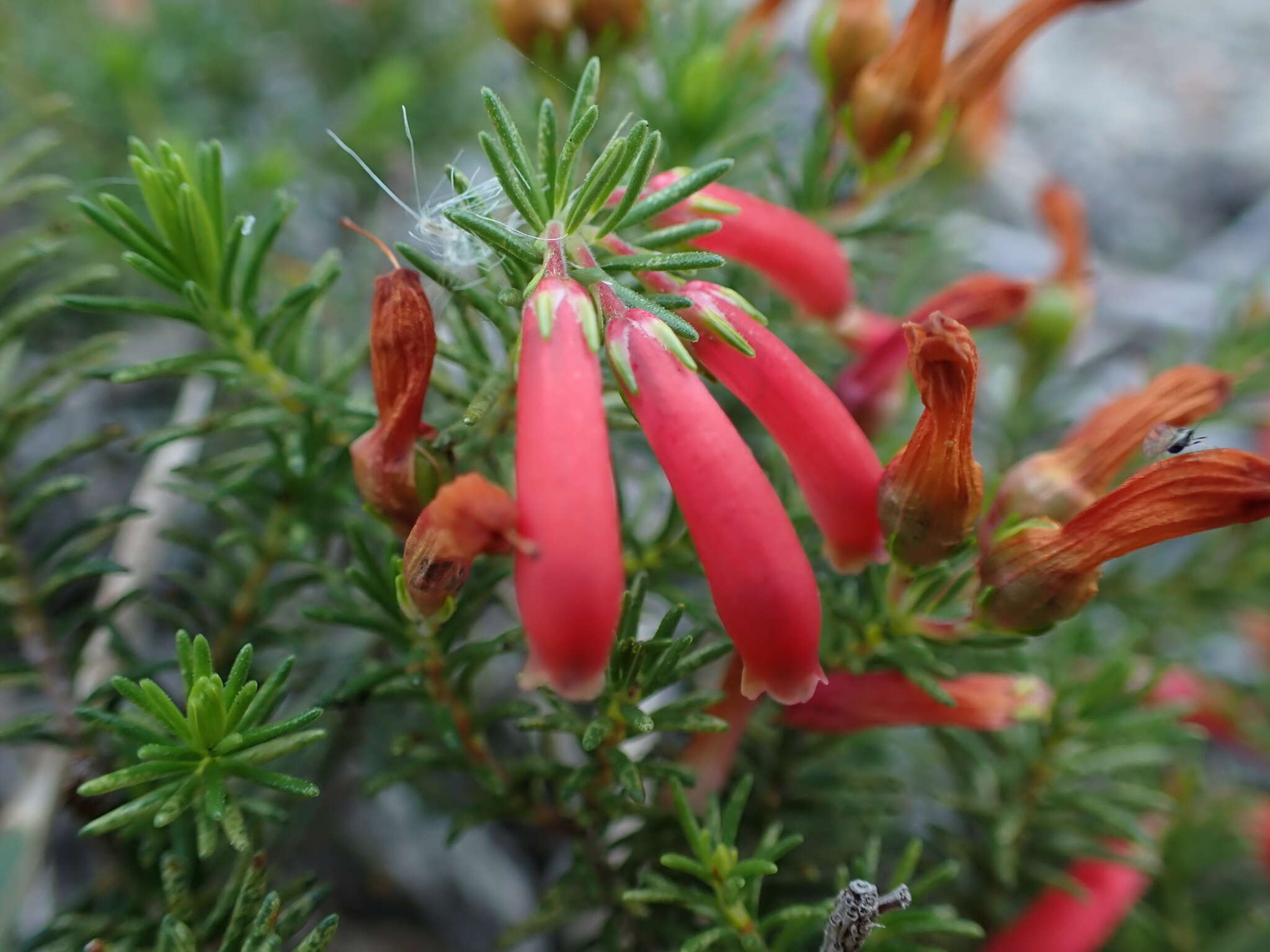 Imagem de Erica chloroloma Lindl.