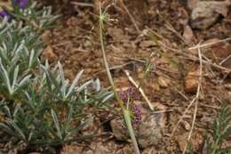 Image of Engelmann's desertparsley