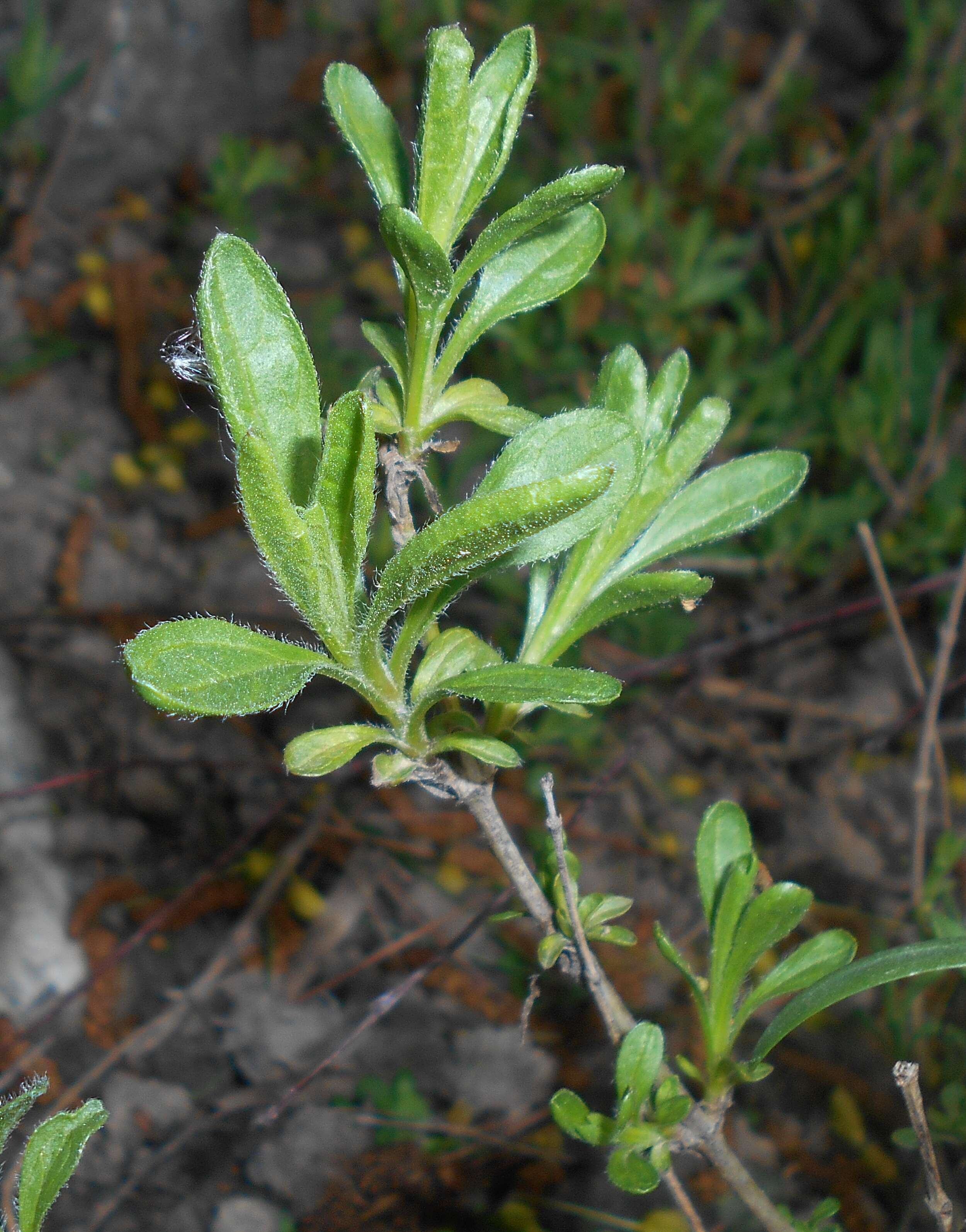 Image de Sideritis hyssopifolia L.