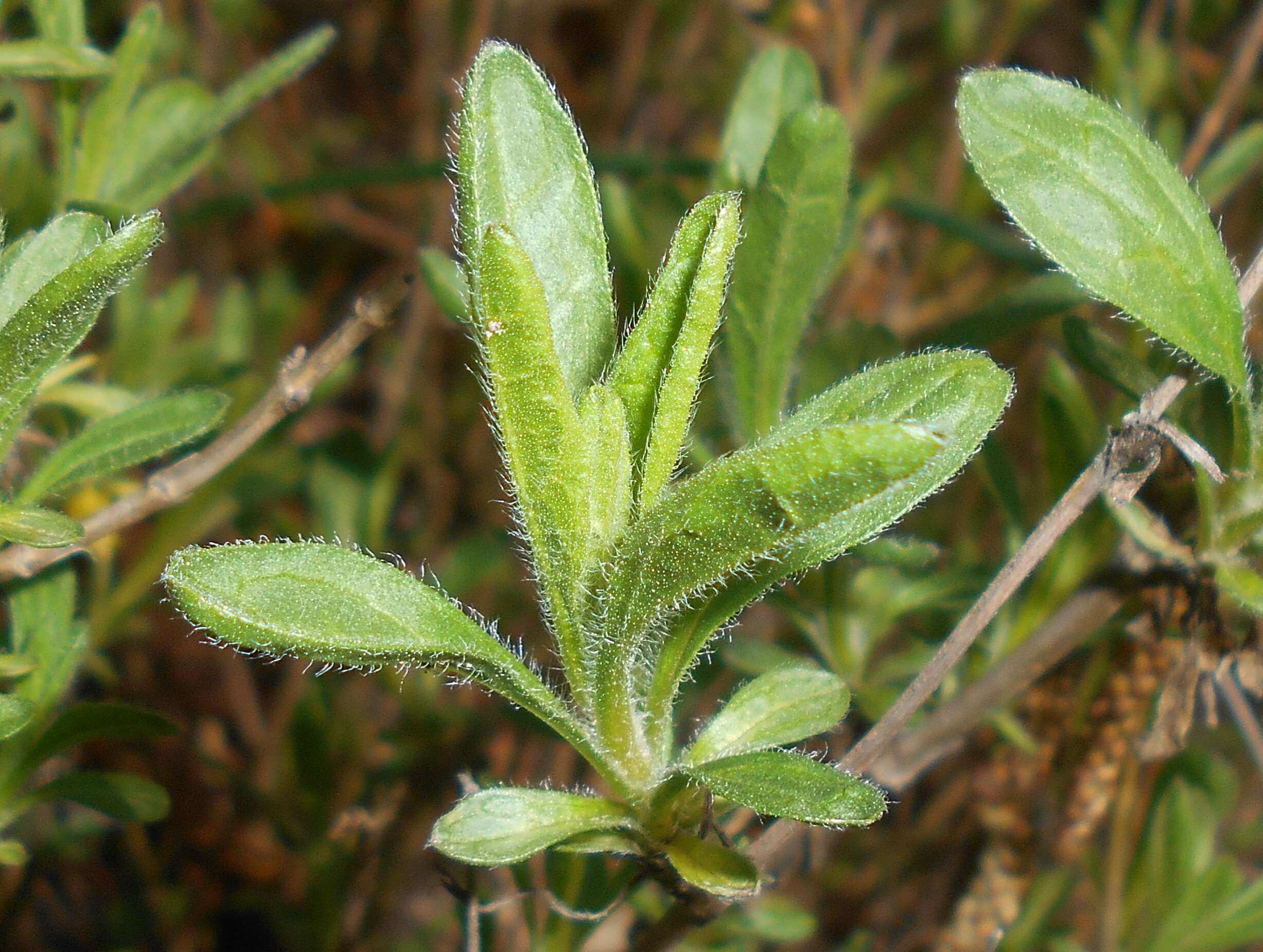 Image de Sideritis hyssopifolia L.