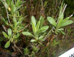 Image de Sideritis hyssopifolia L.