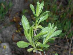 Image de Sideritis hyssopifolia L.