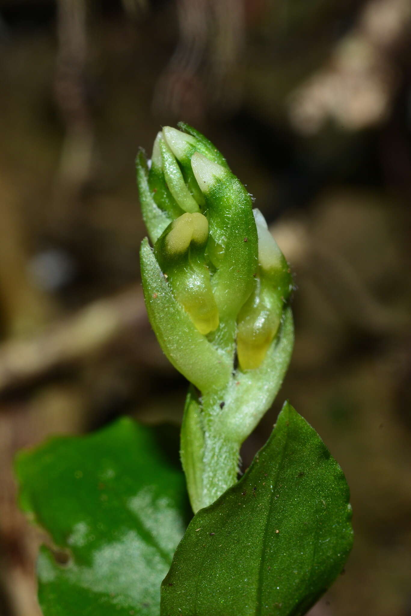 Image of Pallid Spur Orchid