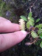 صورة Leptinella scariosa Cass