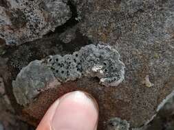 Image of rim lichen