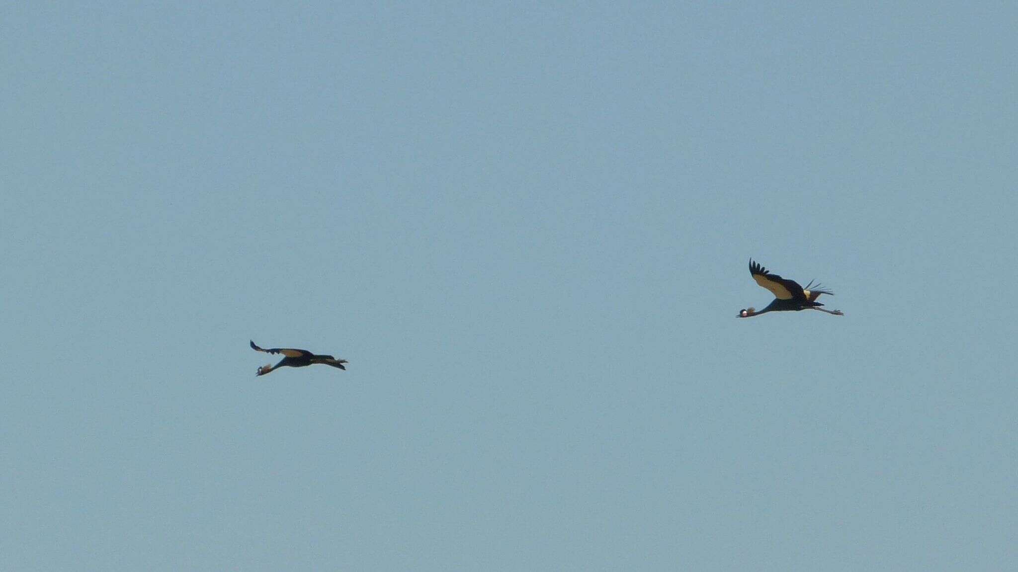 Imagem de Balearica pavonina pavonina (Linnaeus 1758)