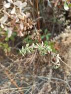 Image of Galium martirense Dempster & Stebbins