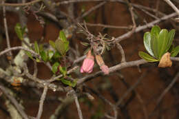 Plancia ëd Passiflora gracilens (A. Gray) Harms