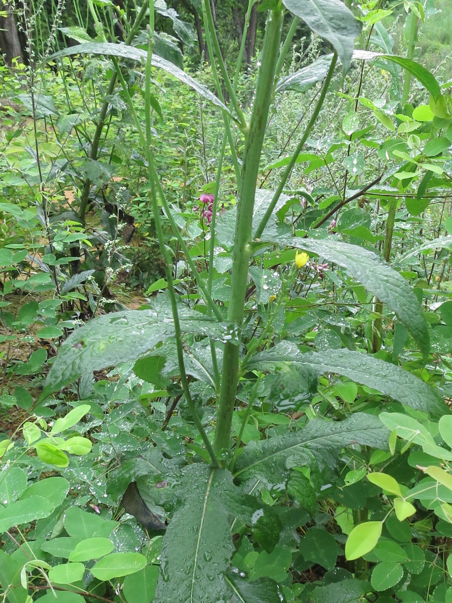 Image of Lactuca raddeana Maxim.