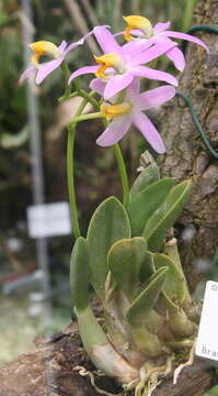 Image of Cattleya reginae (Pabst) Van den Berg