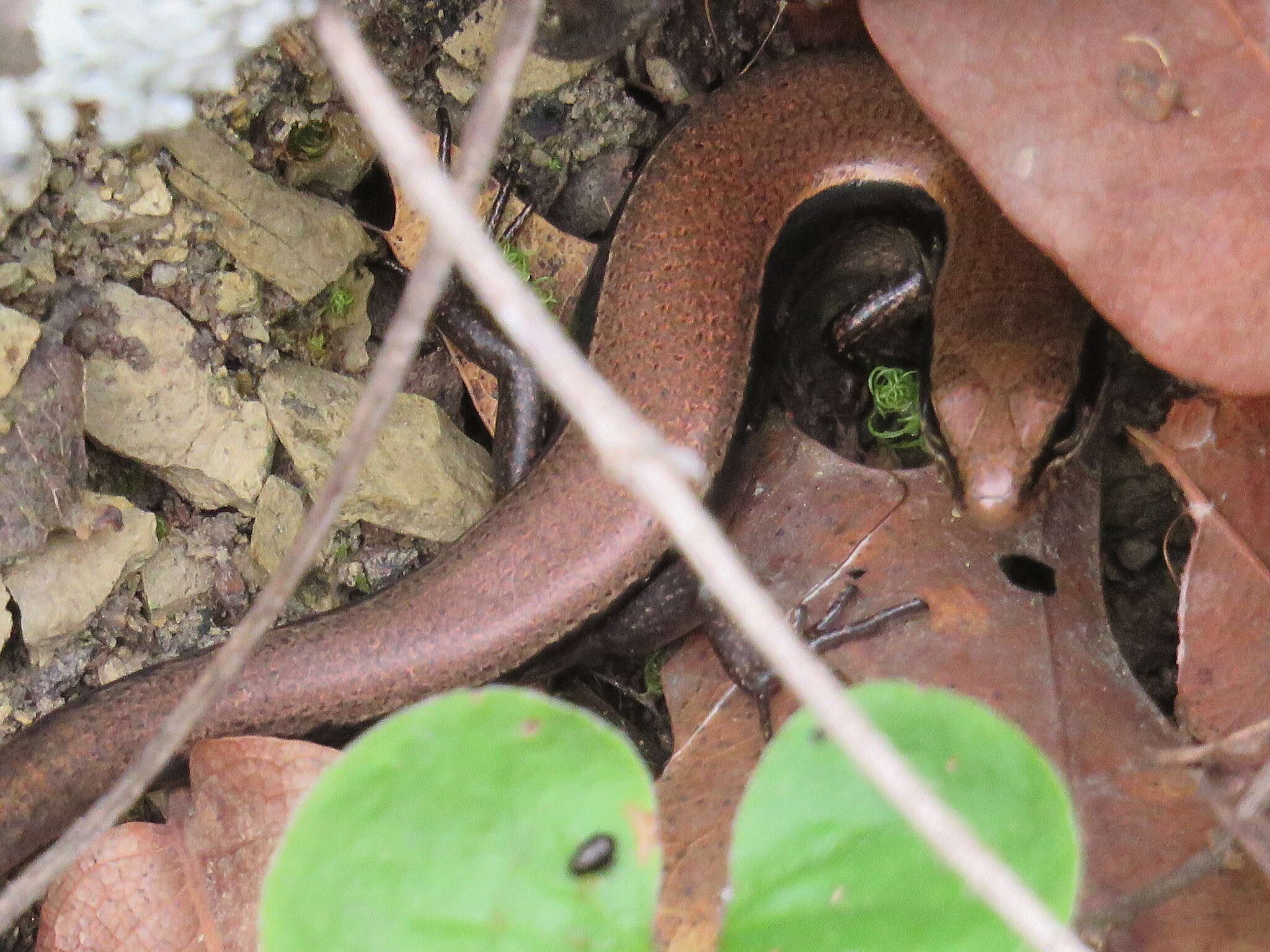 Image of Taylor's Ground Skink