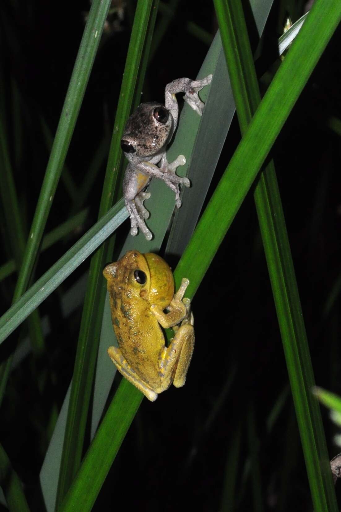 Image de Litoria tyleri Martin, Watson, Gartside, Littlejohn & Loftus-Hills 1979