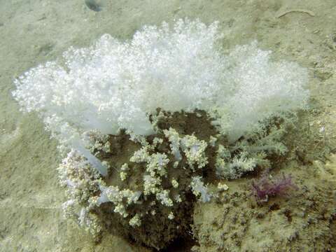 Image of Twotone soft coral