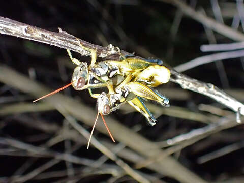 Image of Arid Lands Spur-Throat Grasshopper