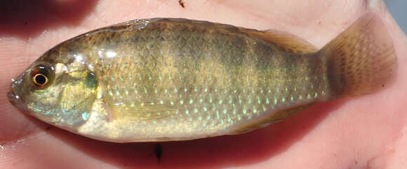 Image of Okavango tilapia