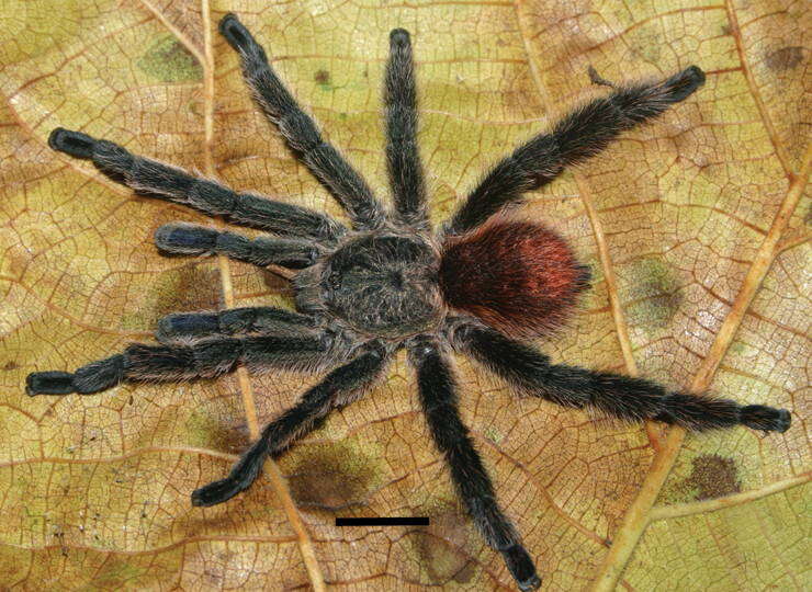 Image of Pachistopelma bromelicola Bertani 2012