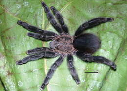 Image of Pachistopelma bromelicola Bertani 2012